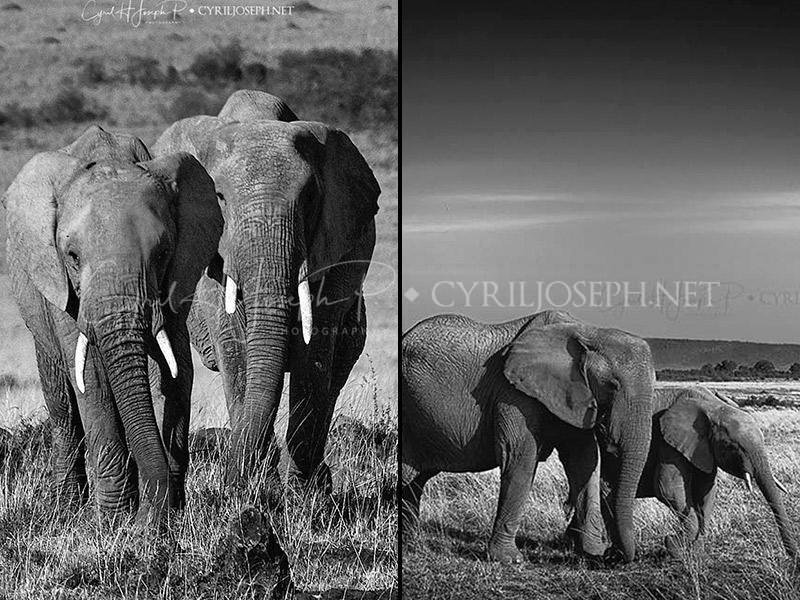 Combo-Wildlife_A-1