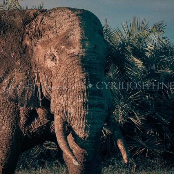 KENIA VS_007