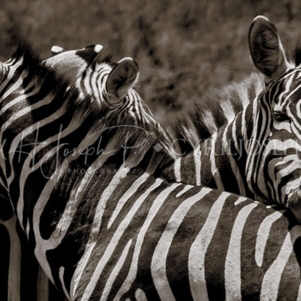 KENIA BN_VS_000
