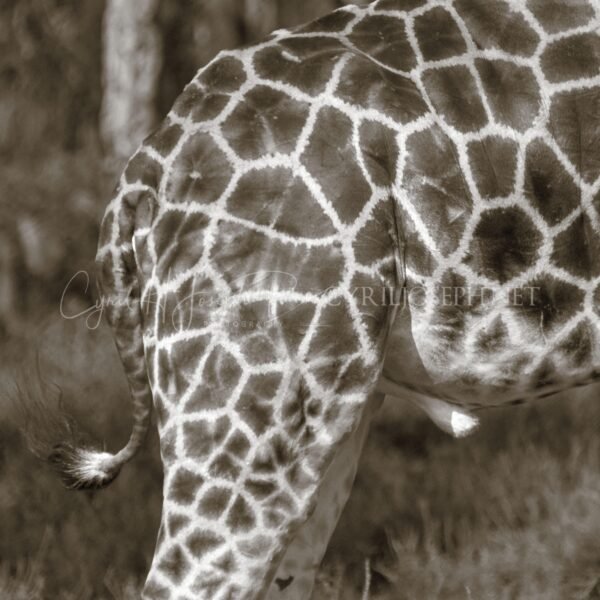 TANZANIA BN_VS_007
