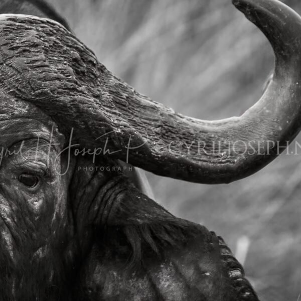 KENIA BN_VS_005