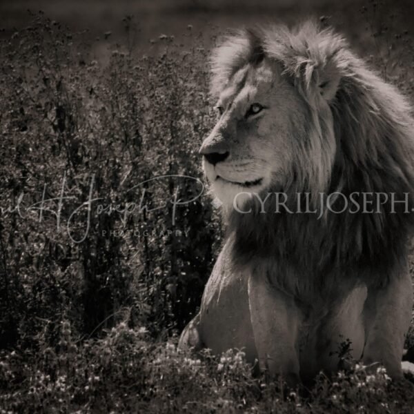 KENIA BN_VS_006