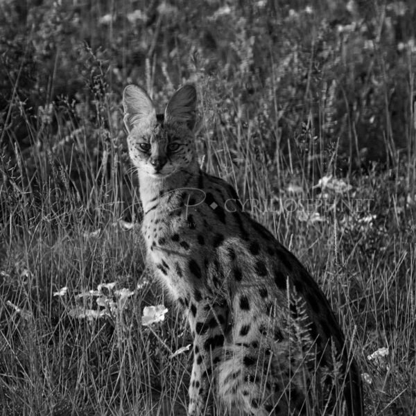 KENIA BN_VS_012