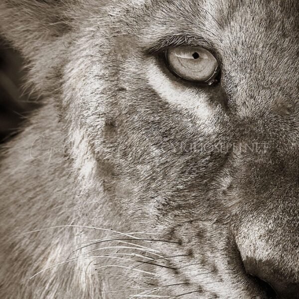KENIA BN_VS_016