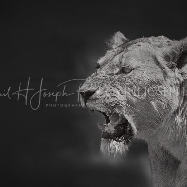 KENIA BN_VS_023