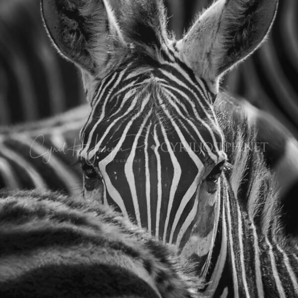 KENIA BN_VS_024