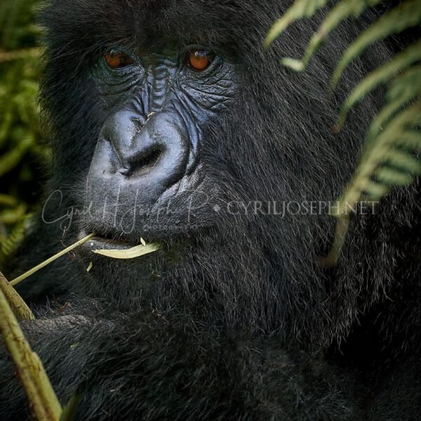 RUANDA VS_001