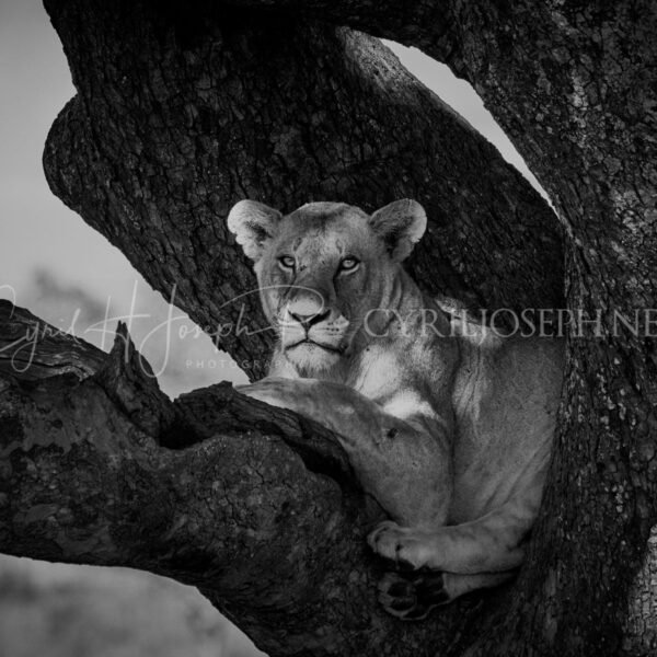 TANZANIA BN_VS_009