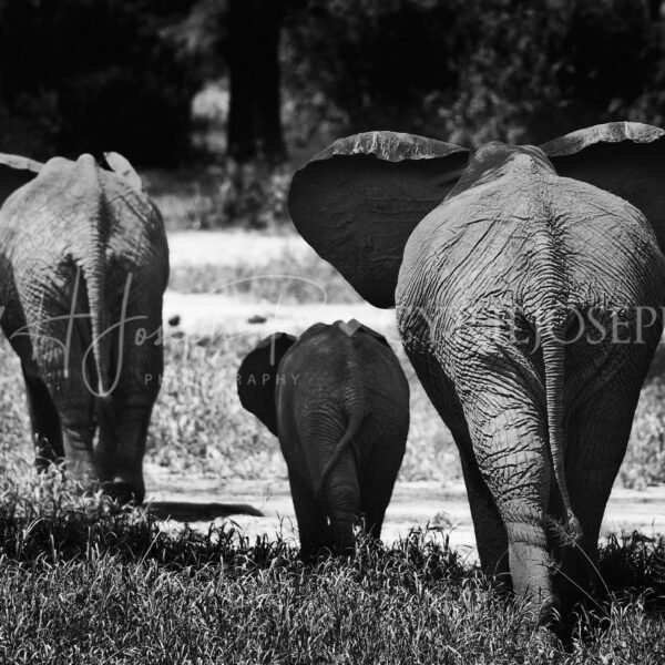 TANZANIA BN_VS_011