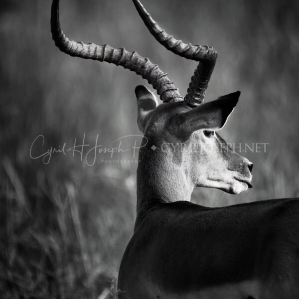 TANZANIA BN_VS_015