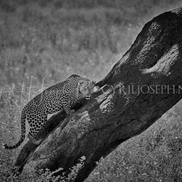 TANZANIA BN_VS_018