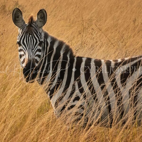 TANZANIA VS_001