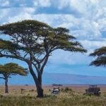 Great Migration Safari | Tour to the Serengeti, Tanzania.