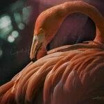 Animales_00065-1_56_715