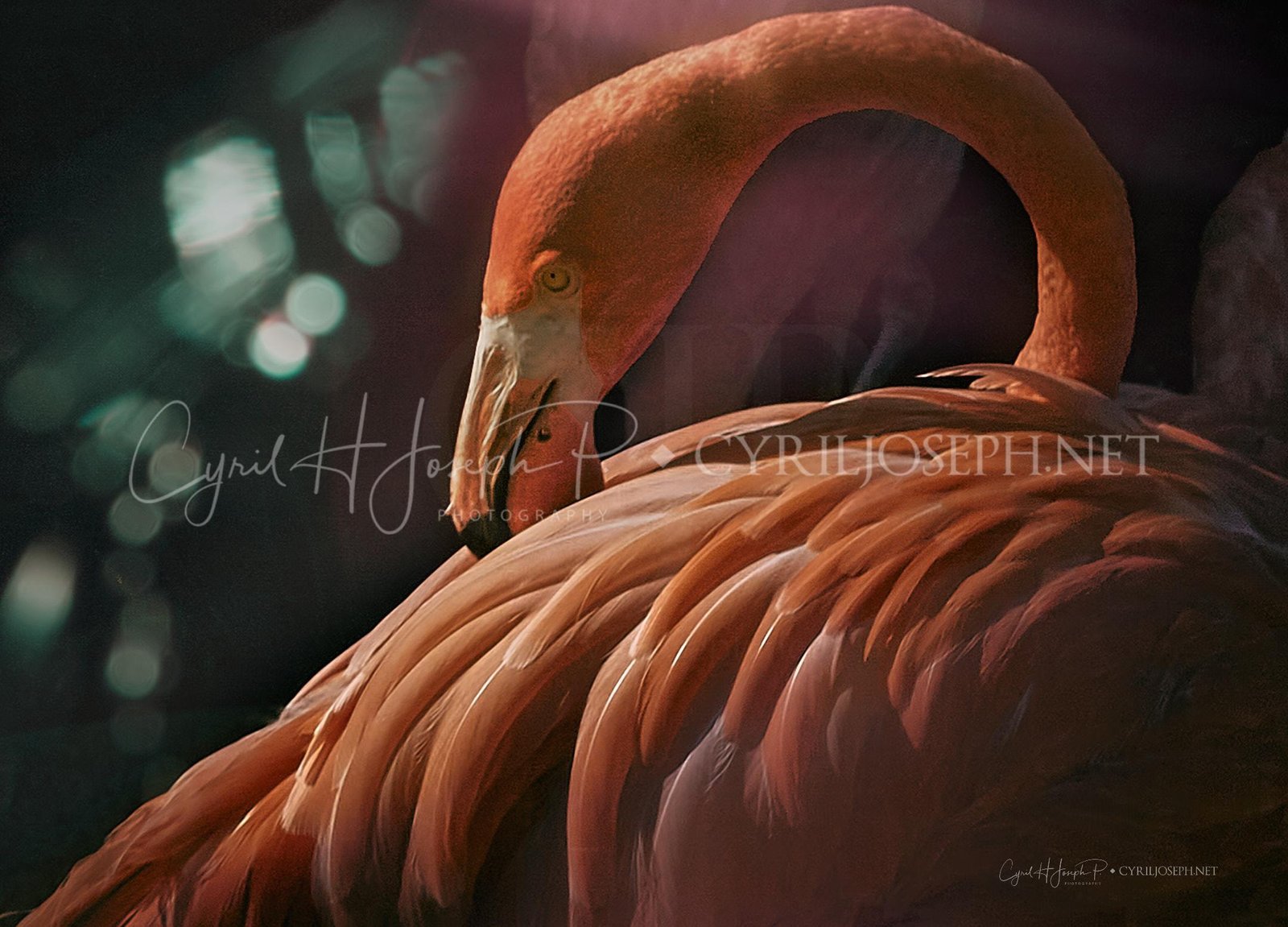 Animales_00065-1_56_715