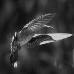 Bird_B&W_0001