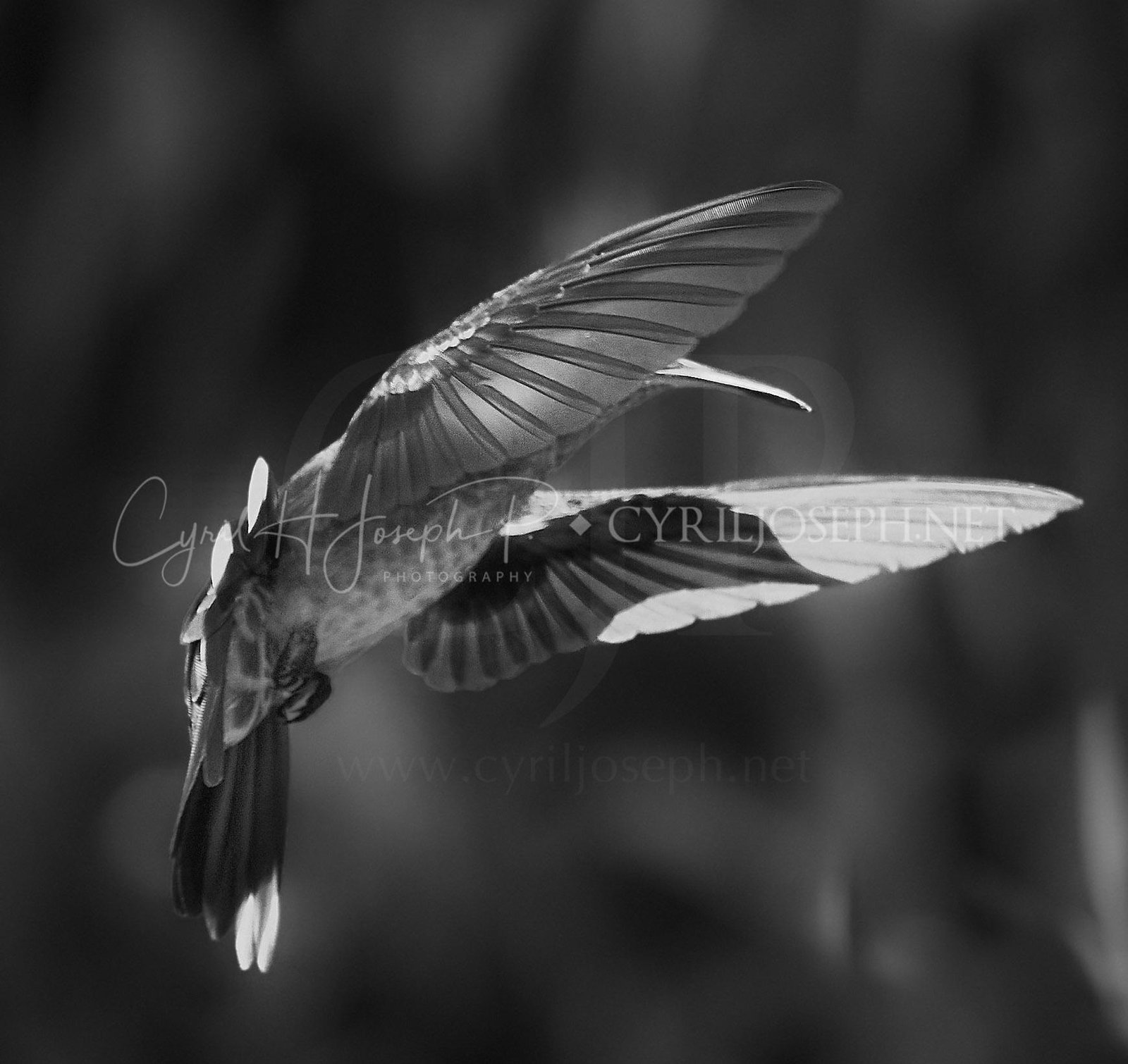Bird_B&W_0001