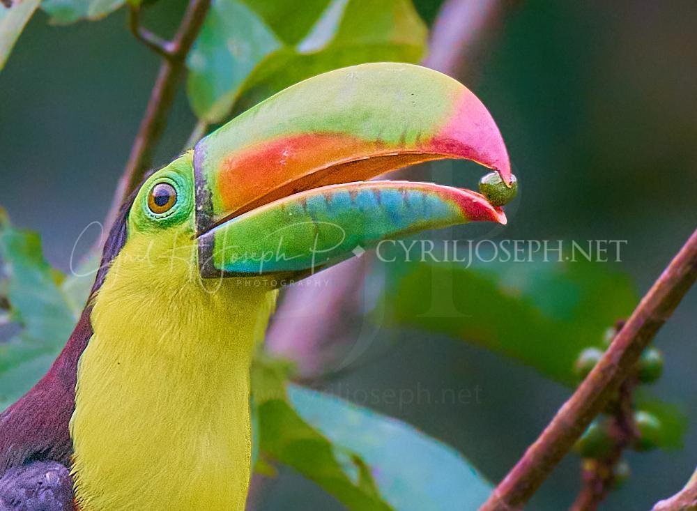 Aves del lago Gatún en Panamá