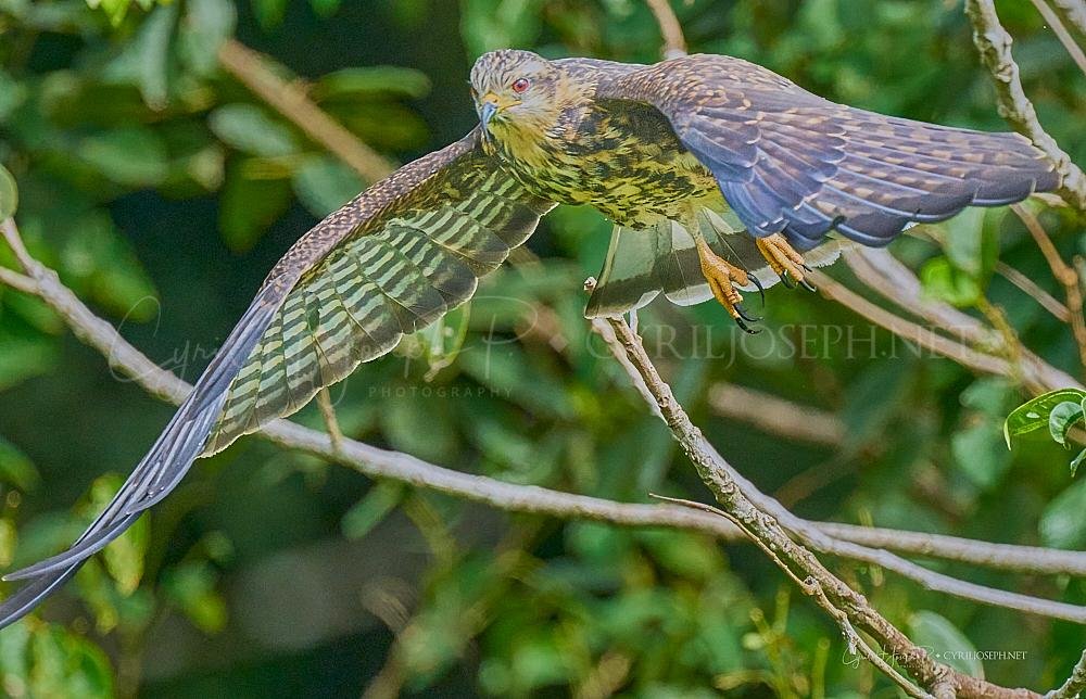 Birdws_02 Birdwatching Panama