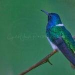 Birdwatching en Panama