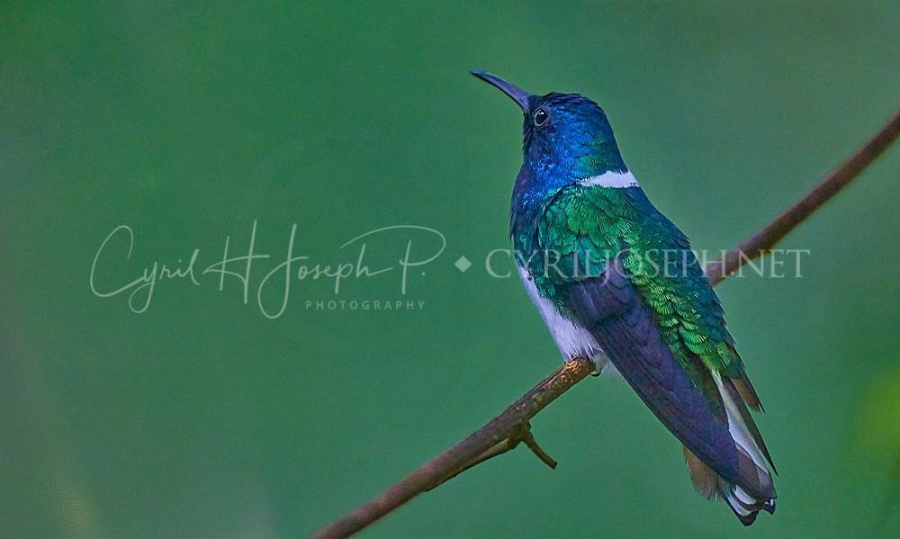 Birdwatching en Panama