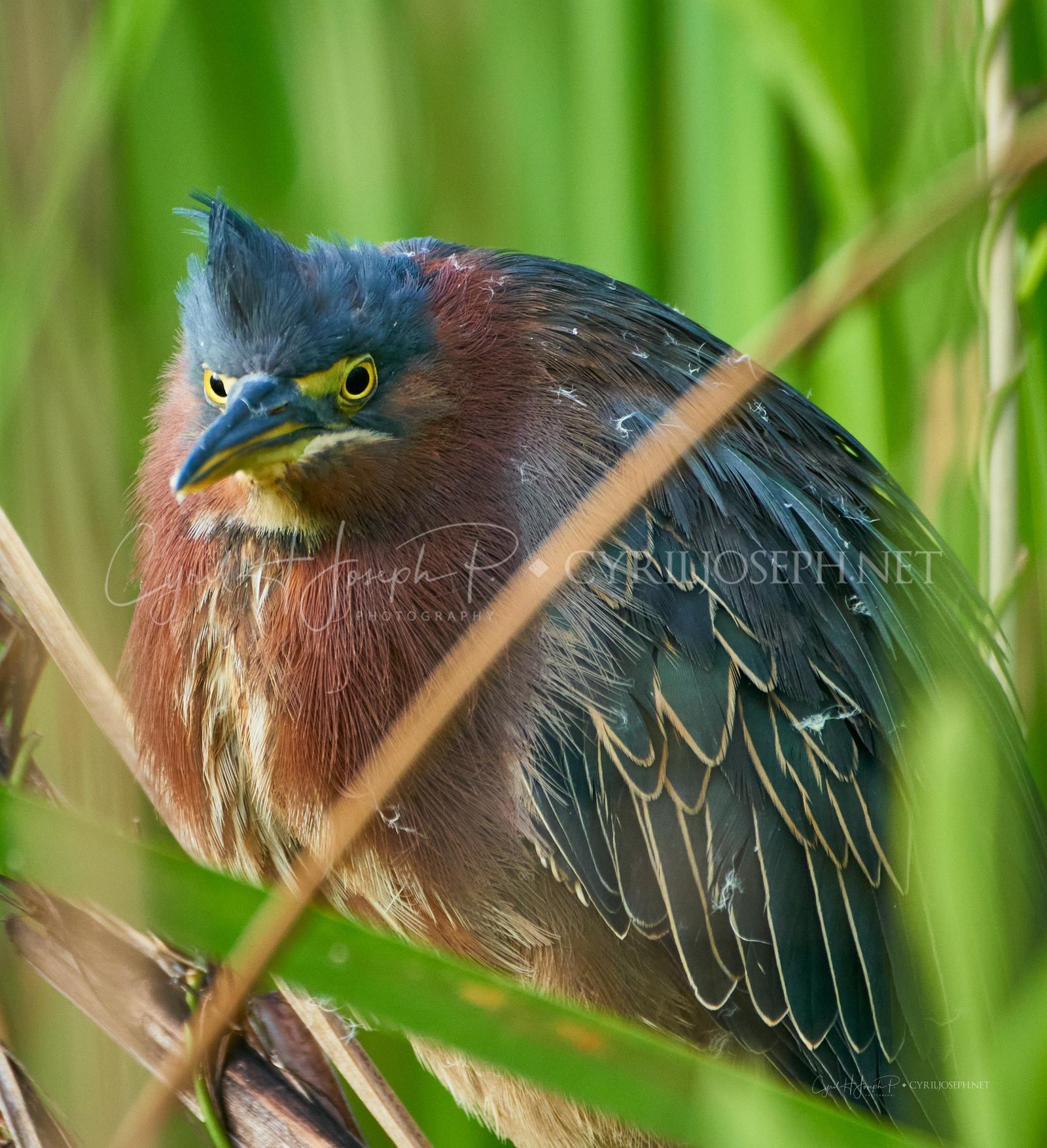 Gatun Lake Birds Panama
