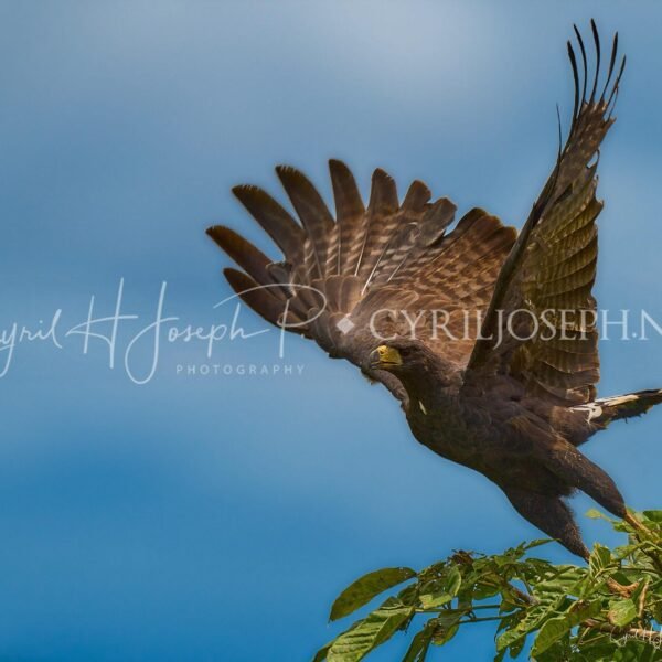 Hawk Tailed