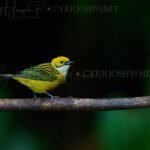 Silver-Throated Tanager