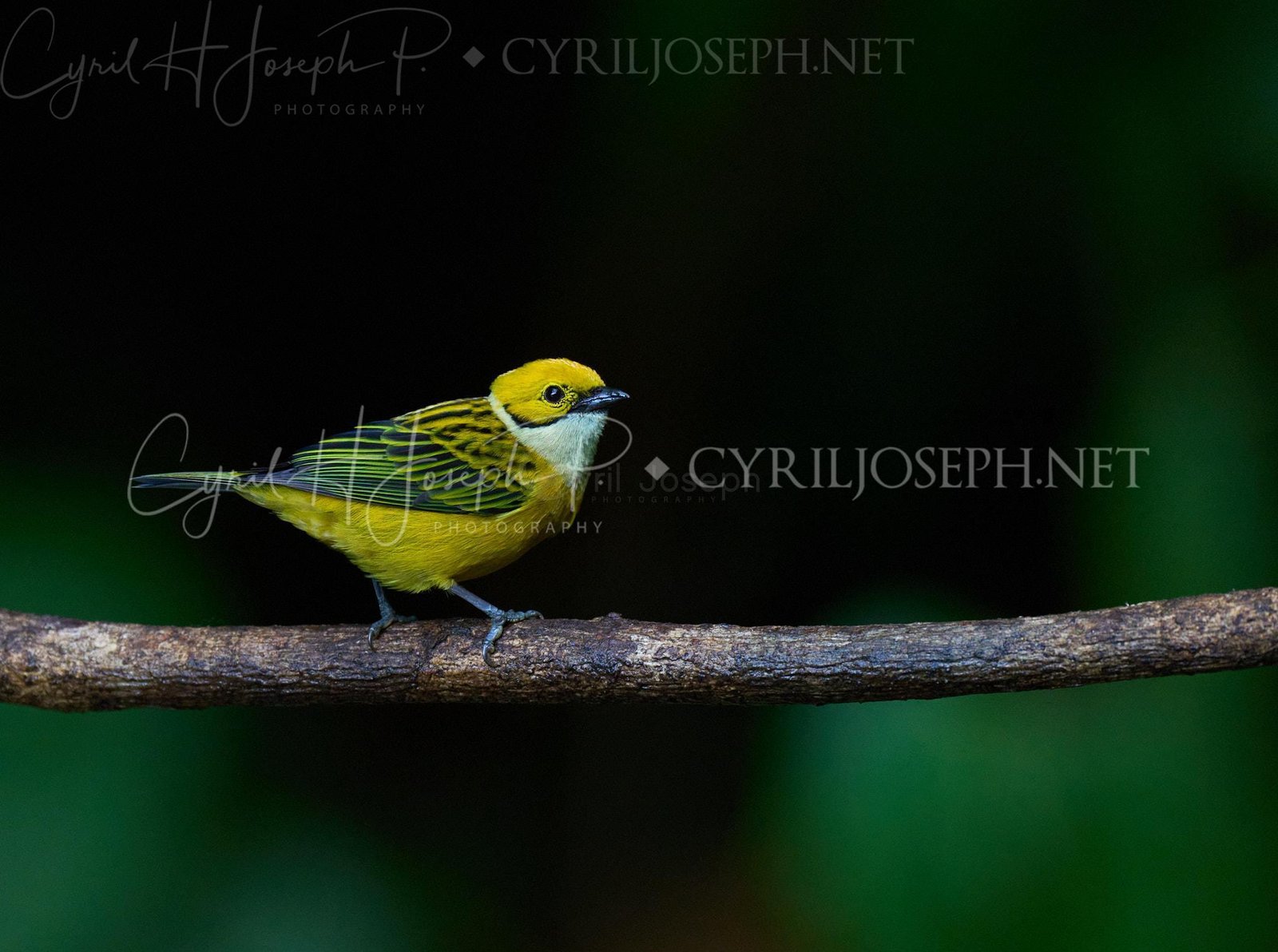 Silver-Throated Tanager