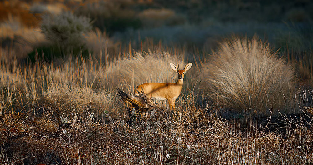 namibia-08