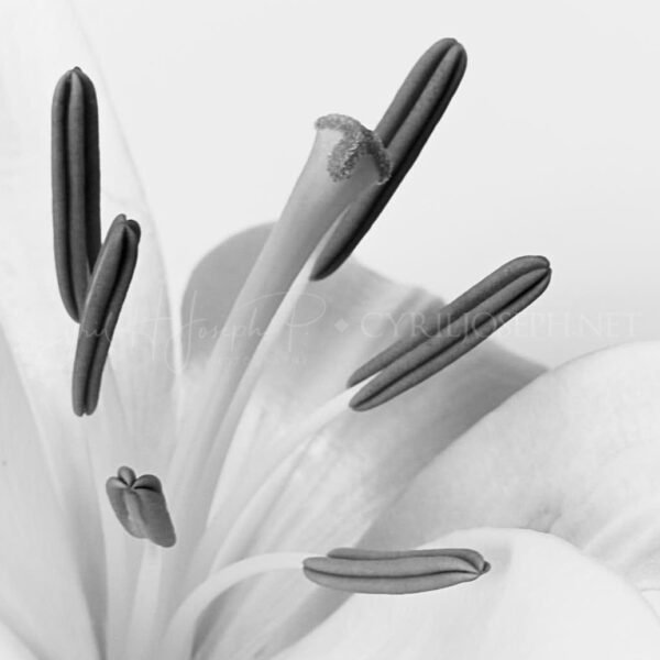 BN_Minimalista_002