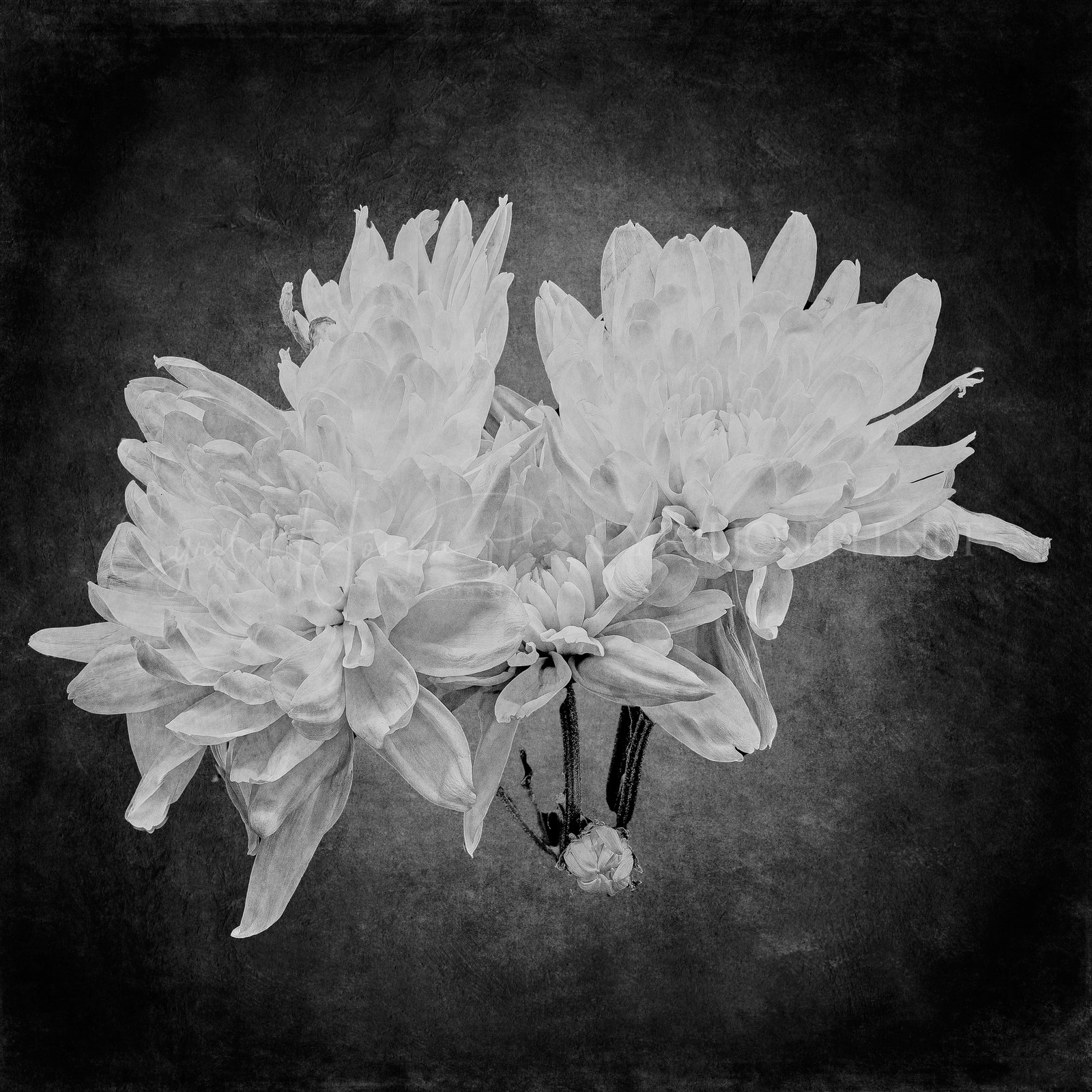 Especial_BN_Texturas_001