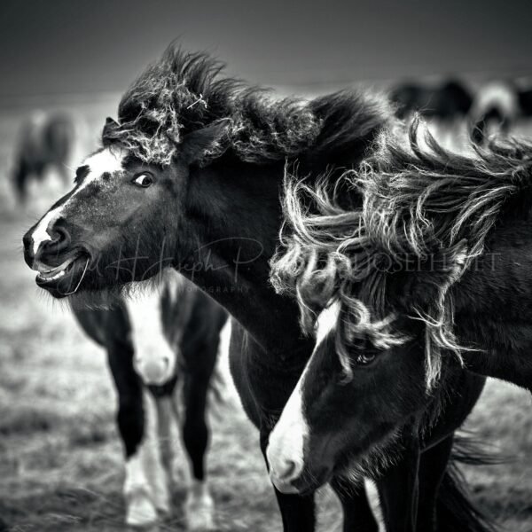 ISLANDIA BN_VS_001