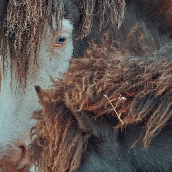 ISLANDIA VS_003