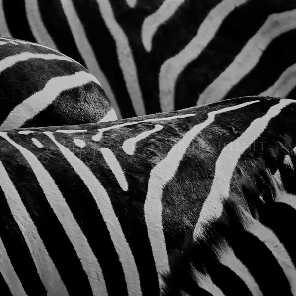 KENIA BN_VS_001