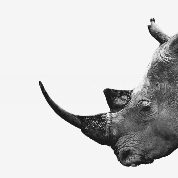 KENIA BN_VS_002