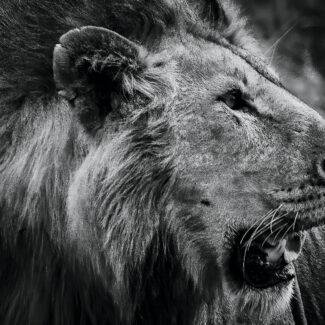 KENIA BN_VS_004