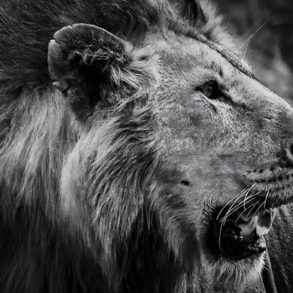 KENIA BN_VS_004