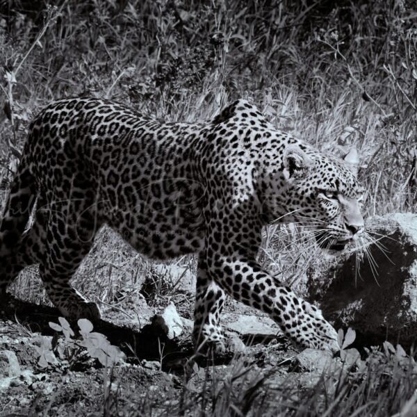 KENIA BN_VS_007