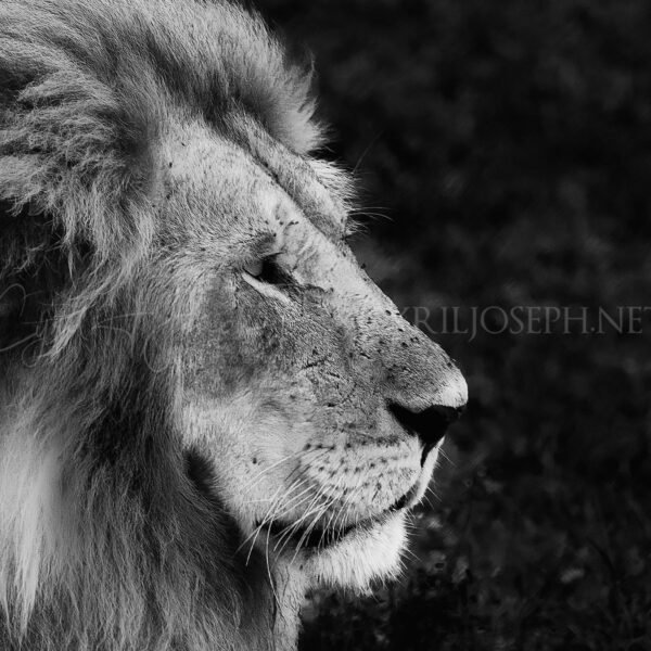 KENIA BN_VS_008