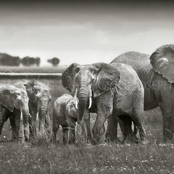 KENIA BN_VS_009