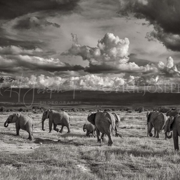 KENIA BN_VS_011