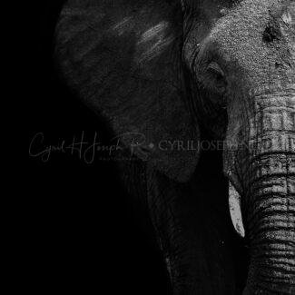 KENIA BN_VS_013