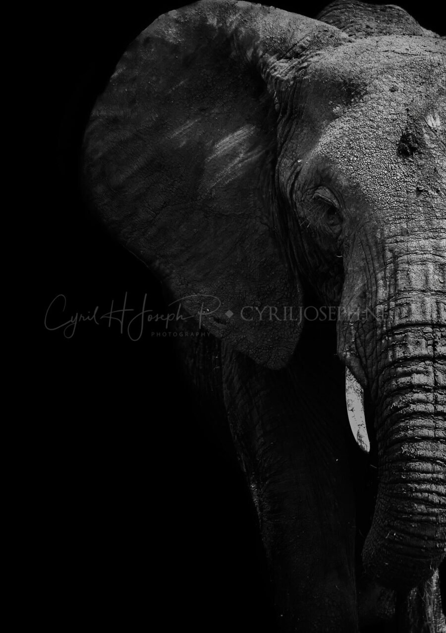 KENIA BN VS 013 Cyril Joseph Photography kenia-bn-vs-013-cyril-joseph-photography