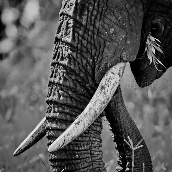 KENIA BN_VS_015
