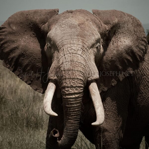 KENIA BN_VS_017