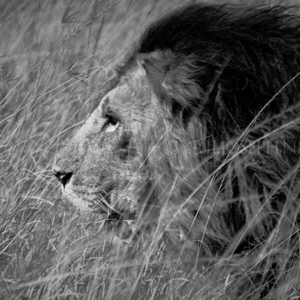 KENIA BN_VS_018