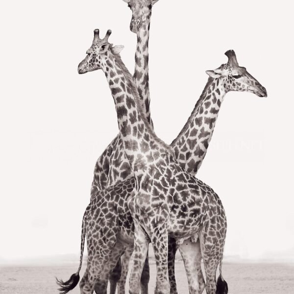 KENIA BN_VS_019