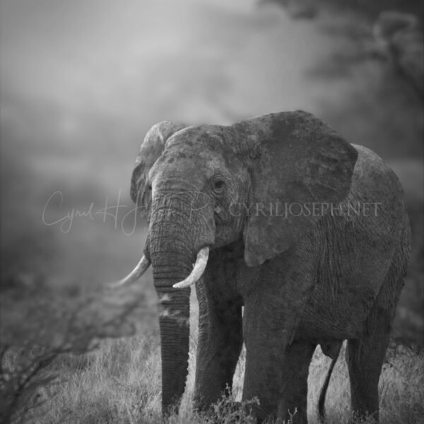 KENIA BN_VS_020