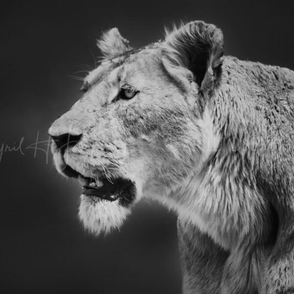 KENIA BN_VS_022